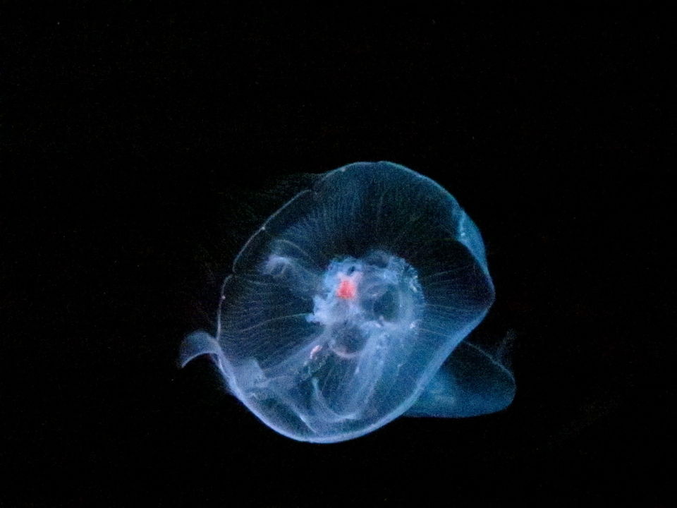 Photo of SEA LIFE Sydney Aquarium, Wheat Road, Sydney, New South Wales, Australia by Becky Mahan