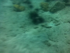 Photo of Pattaya, Open Water Diver 3/3 by vk