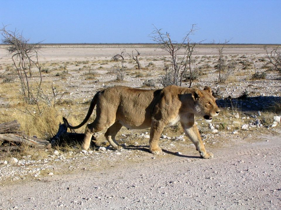 Photo of Etosha National Park by Rajeev