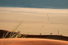 Photo of NamibRand Nature Reserve by Rajeev