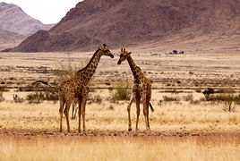 Photo of NamibRand Nature Reserve by Rajeev