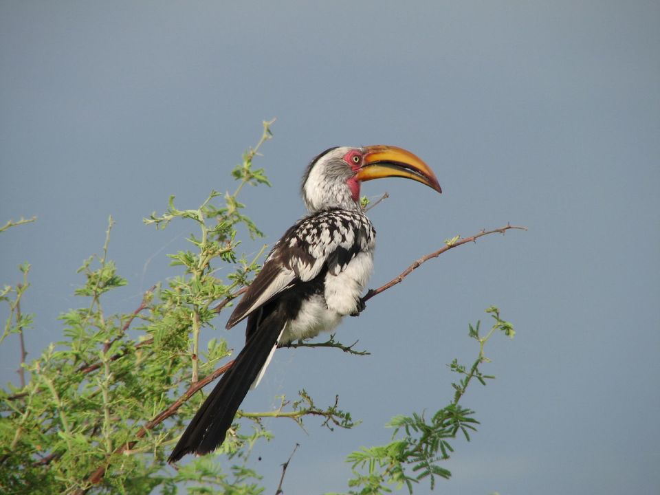 Photo of Etosha National Park by Rajeev