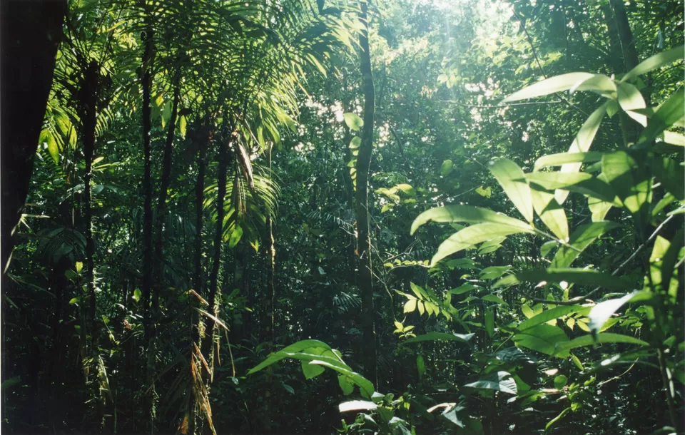 Photo of The Xixuau forest by chiara tosi