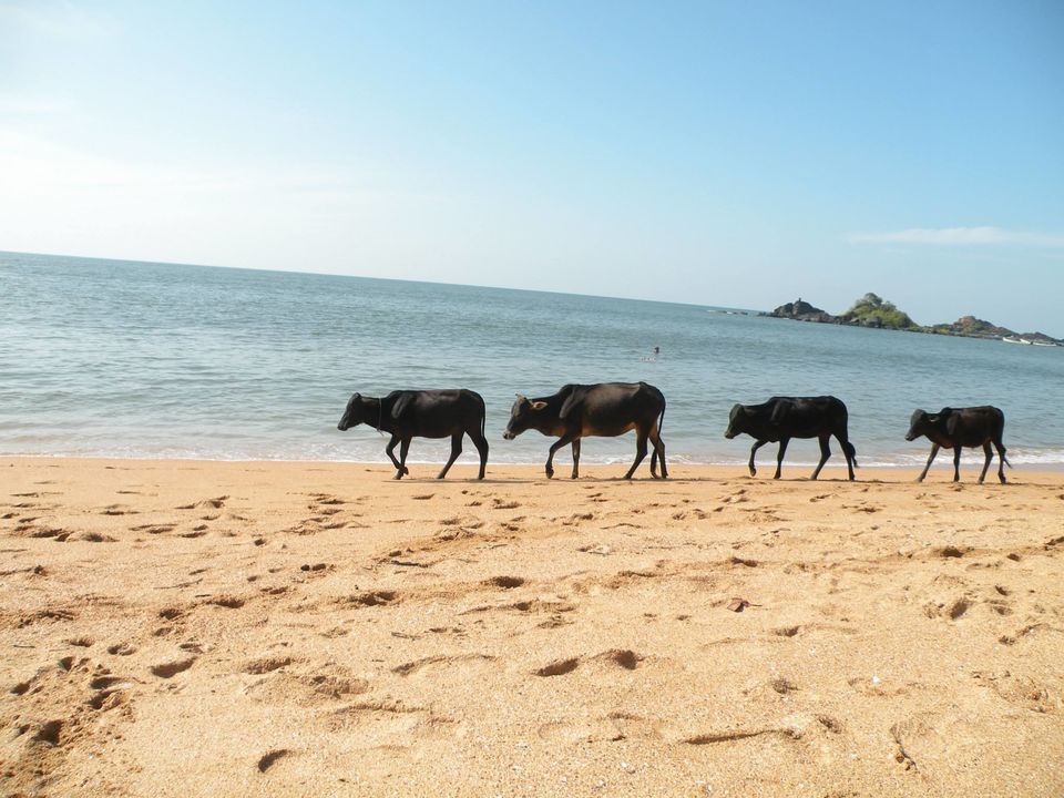 Photo of Mystical Gokarna.. by Rothin Sonowal