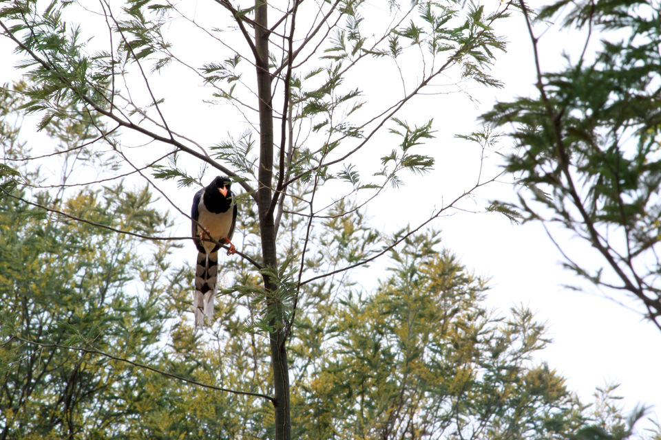 Photo of Essence of Nature Chronicles by Rothin Sonowal