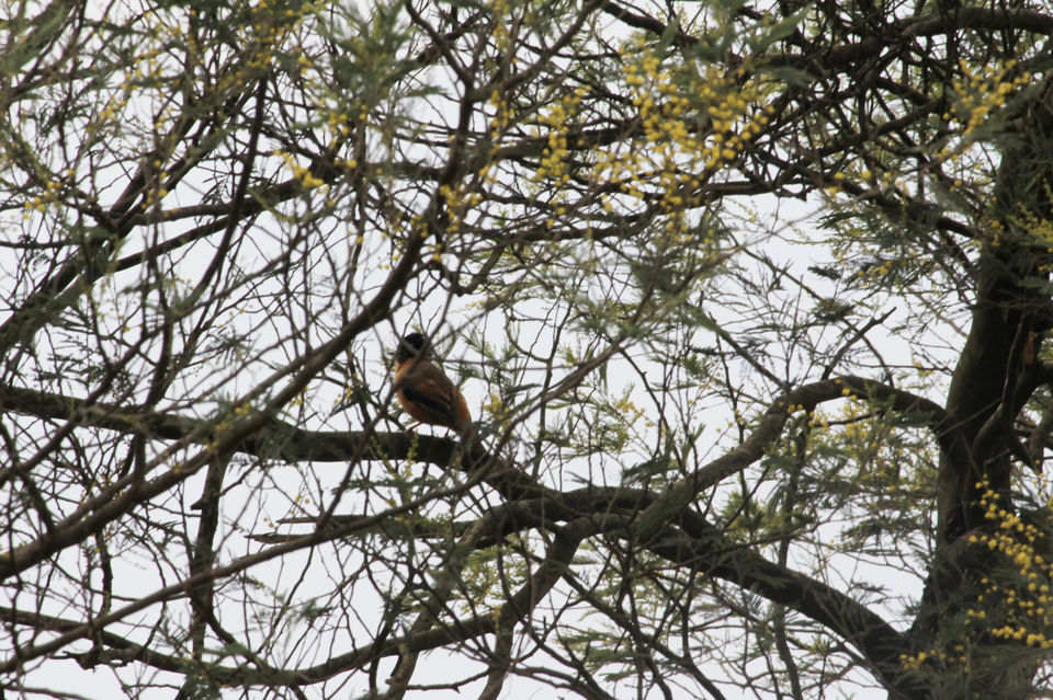 Photo of Essence of Nature Chronicles by Rothin Sonowal