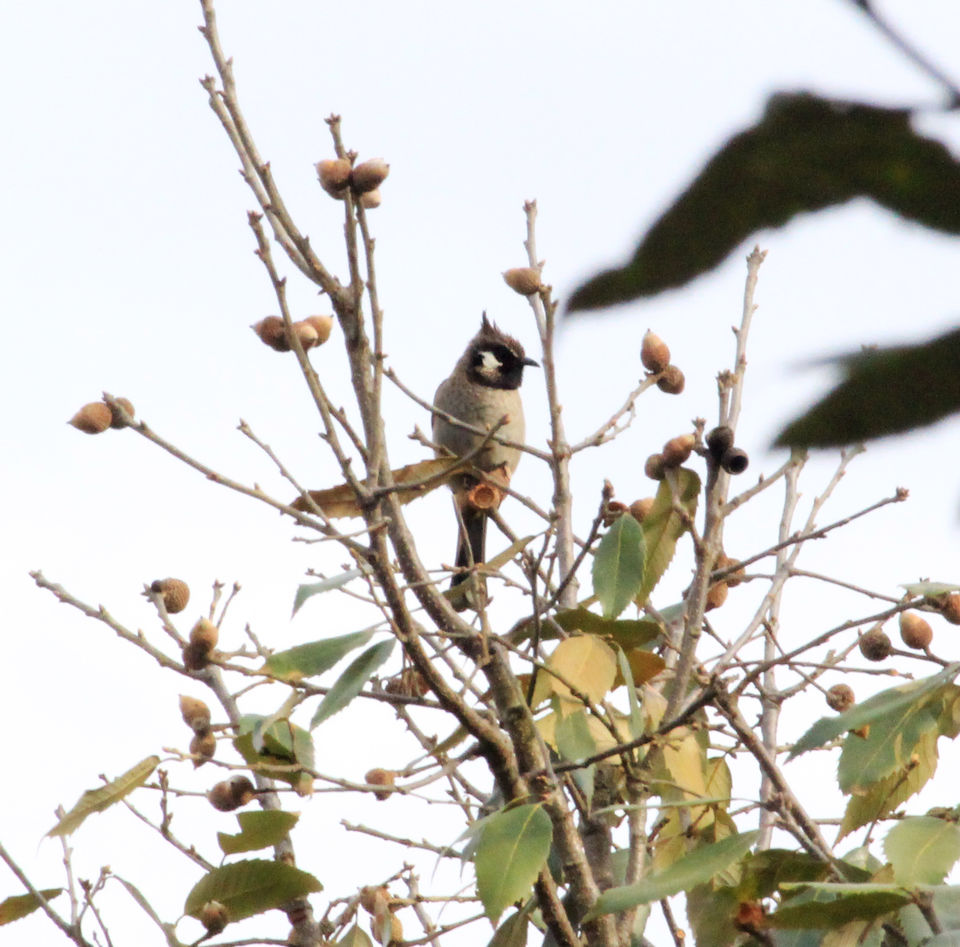 Photo of Essence of Nature Chronicles by Rothin Sonowal