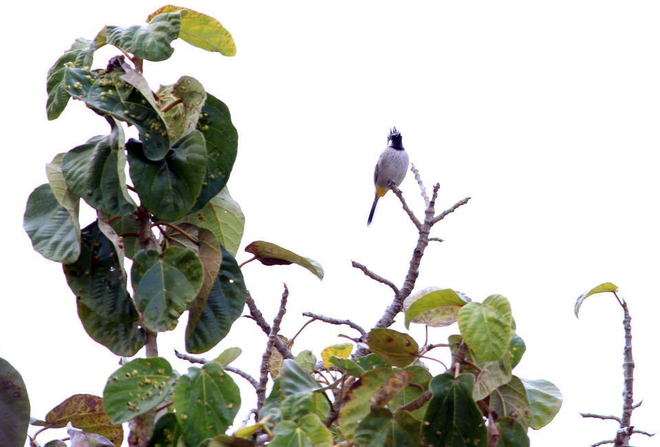 Photo of Essence of Nature Chronicles by Rothin Sonowal