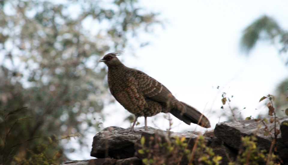 Photo of Essence of Nature Chronicles by Rothin Sonowal