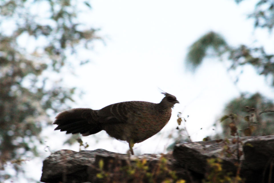 Photo of Essence of Nature Chronicles by Rothin Sonowal