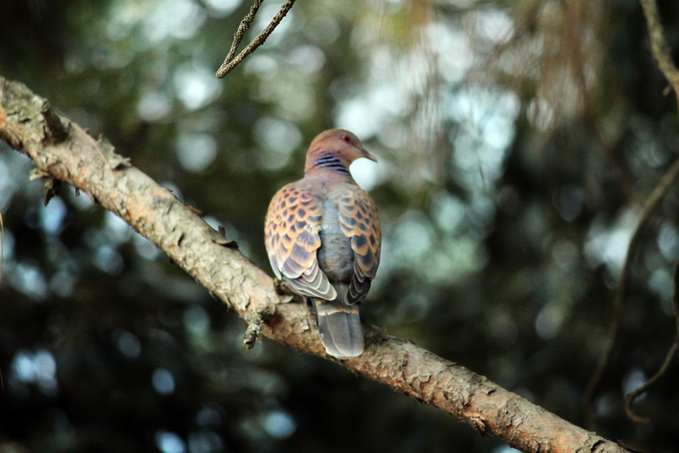 Photo of Essence of Nature Chronicles by Rothin Sonowal