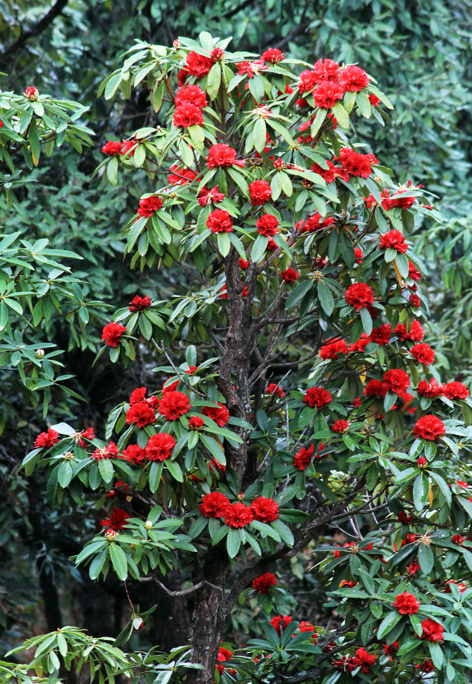 Photo of Essence of Nature Chronicles by Rothin Sonowal
