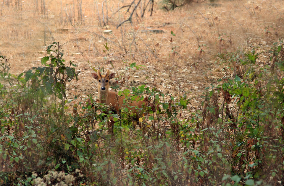 Photo of Essence of Nature Chronicles by Rothin Sonowal