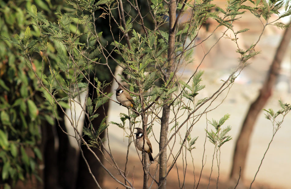Photo of Essence of Nature Chronicles by Rothin Sonowal