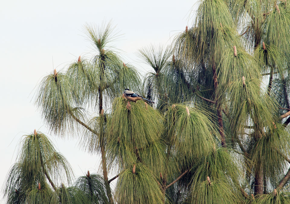 Photo of Essence of Nature Chronicles by Rothin Sonowal