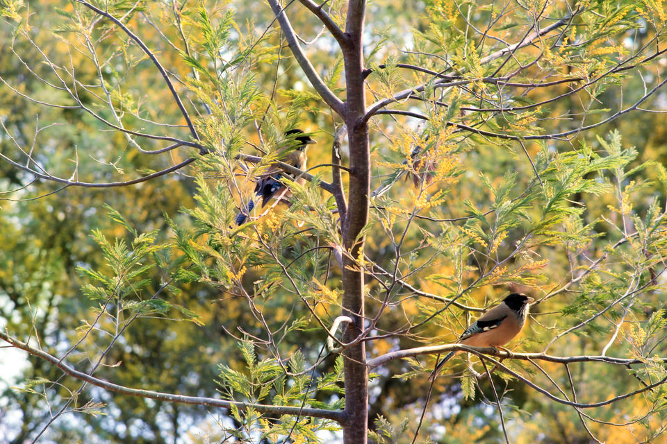 Photo of Essence of Nature Chronicles by Rothin Sonowal