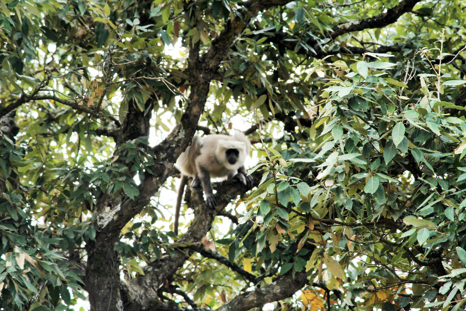 Photo of Essence of Nature Chronicles by Rothin Sonowal
