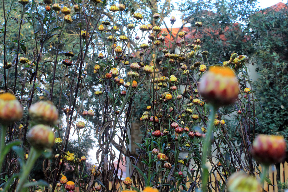 Photo of Essence of Nature Chronicles by Rothin Sonowal