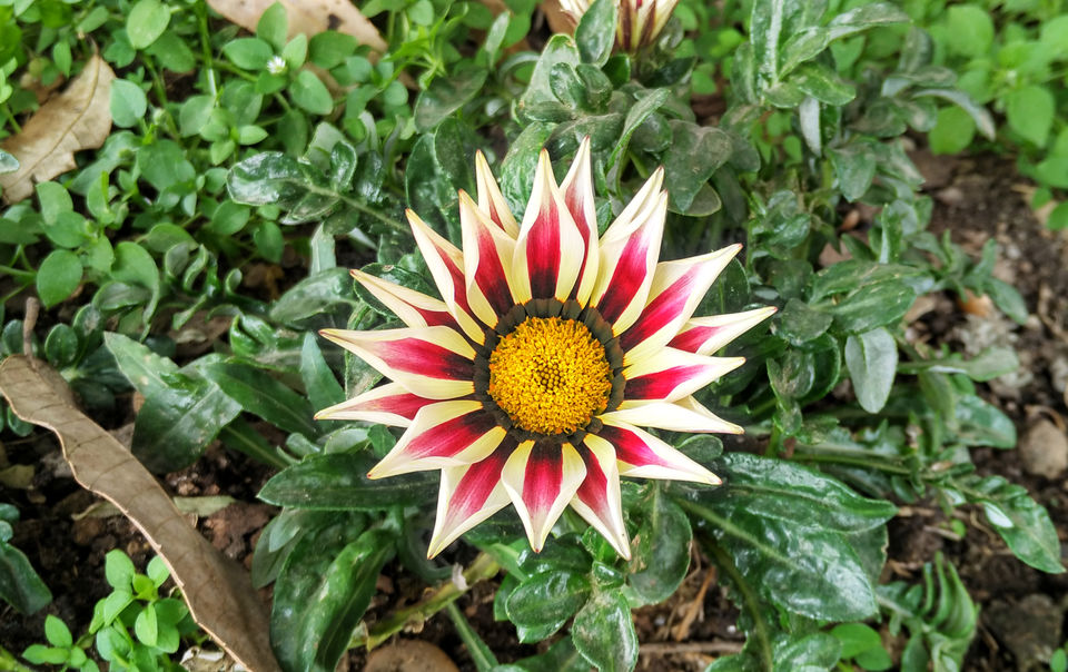 Photo of Essence of Nature Chronicles by Rothin Sonowal