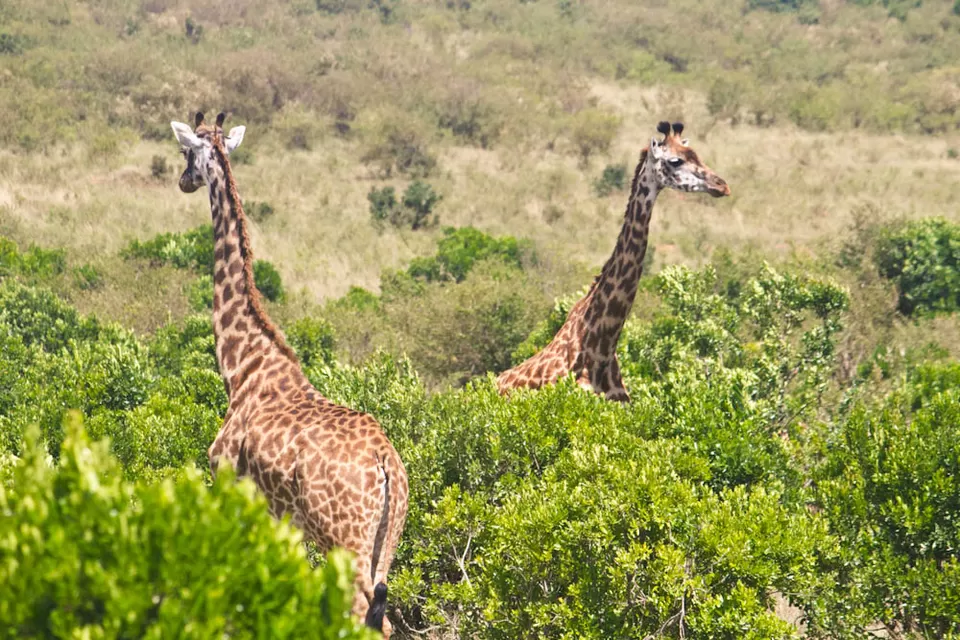 Photo of Masai Mara Manyatta Camp by Dhruv Vatsal