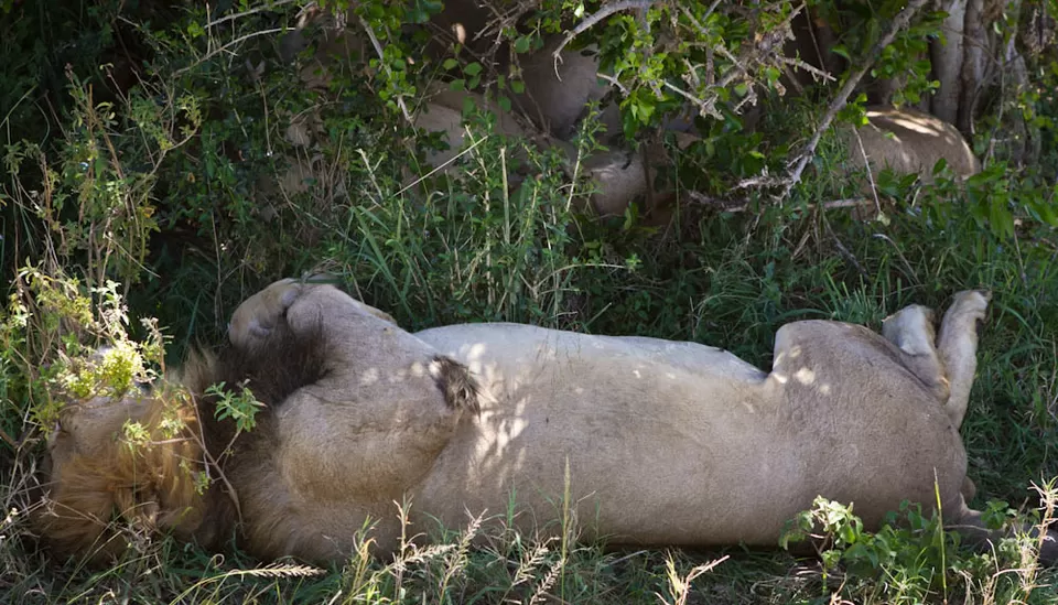 Photo of Masai Mara Manyatta Camp by Dhruv Vatsal