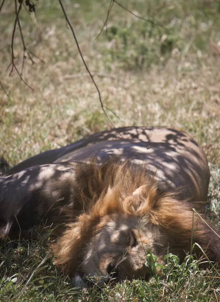 Photo of Masai Mara Manyatta Camp by Dhruv Vatsal