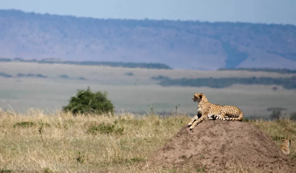 Photo of Masai Mara Manyatta Camp by Dhruv Vatsal