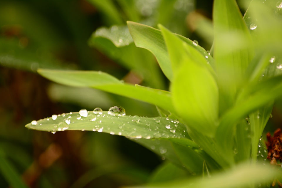 Photo of by Jeeson Joseph Variath