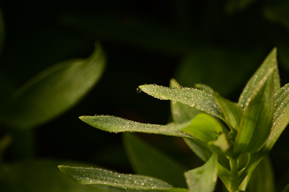 Photo of by Jeeson Joseph Variath