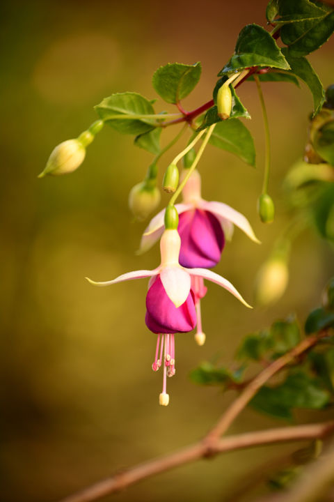 Photo of by Jeeson Joseph Variath