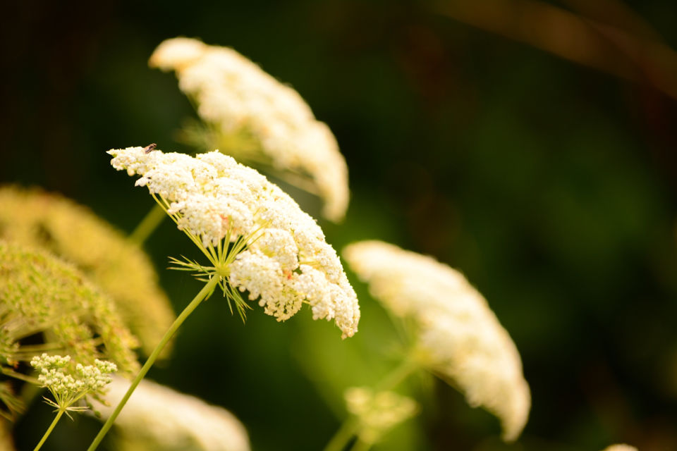 Photo of by Jeeson Joseph Variath