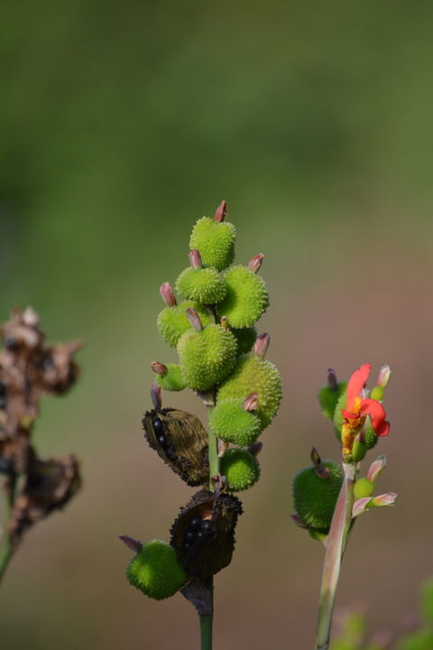 Photo of by Jeeson Joseph Variath