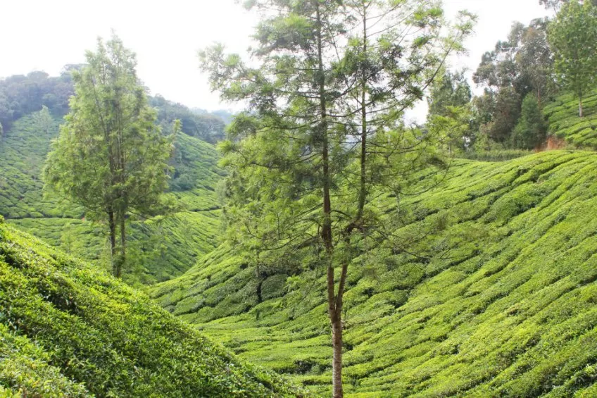 Photo of Munnar, Kerala, India by Anand Menon