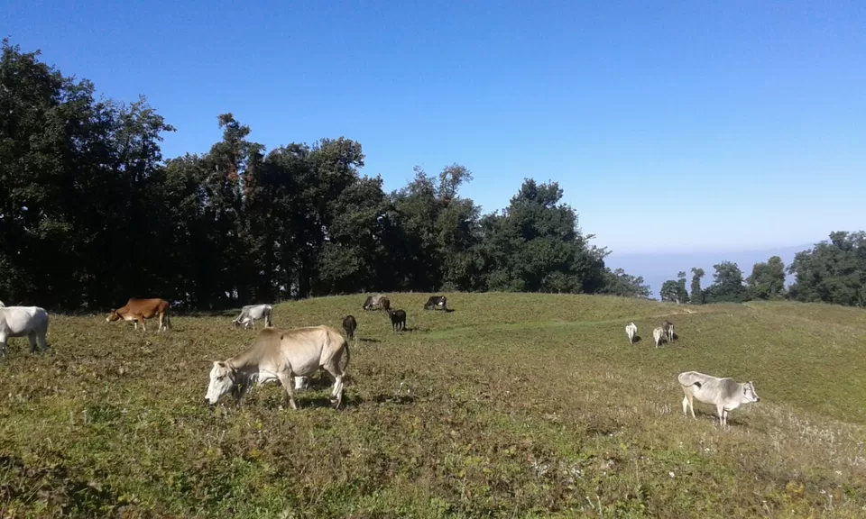 Photo of Nagtibba, Uttarakhand by Stuti Panwar