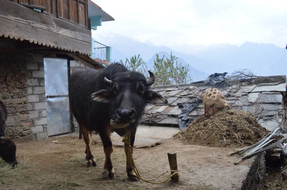 Photo of Ramman, the intangible cultural heritage of humanity. 8/12 by Stuti Panwar