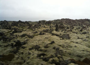 Photo of Arnarstapi, West, Iceland by Michele Herrmann
