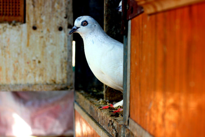 Photo of Rajkot , India – City with Luv for Birds 3/6 by Nishant Chawla