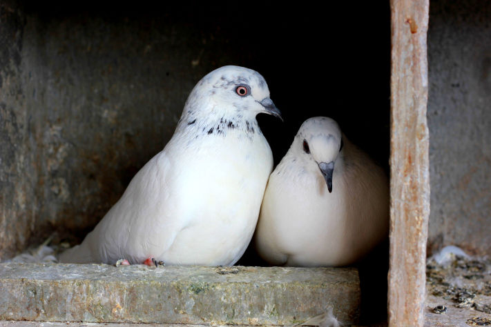 Photo of Rajkot , India – City with Luv for Birds 4/6 by Nishant Chawla