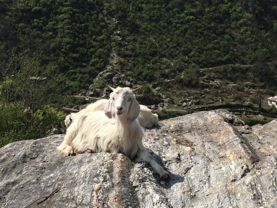 Photo of Trekking the Himalayas - Har Ki Dun 6/36 by Lopamudra Mohapatra