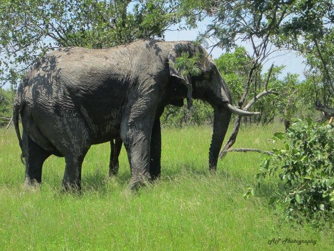 Photo of Kruger National Park, Ehlanzeni, Mpumalanga, South Africa by Anushree Shenoy