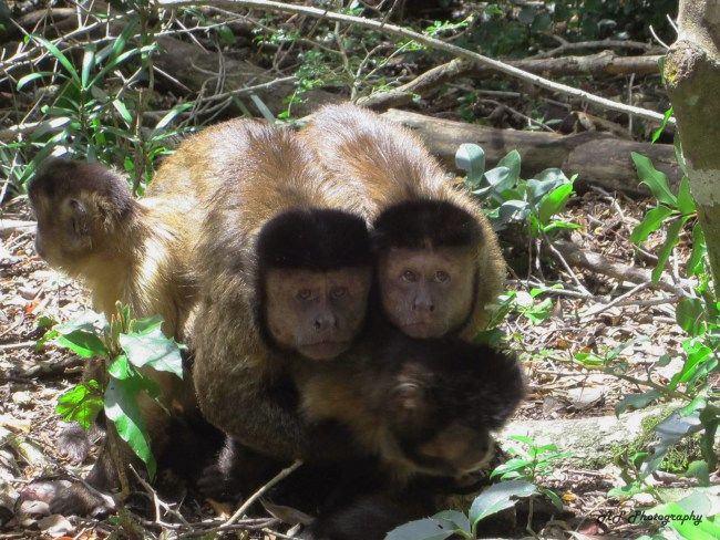 Photo of Monkeyland, Plettenberg Bay, South Africa by Anushree Shenoy