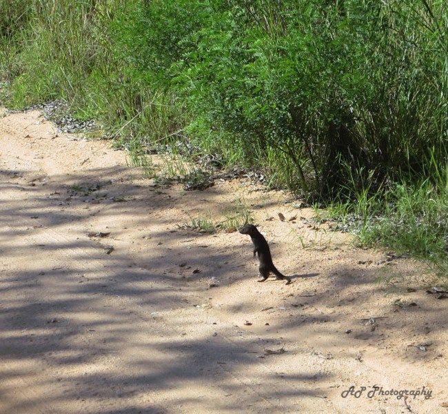 Photo of South Africa in 15 Days 10/13 by Anushree Shenoy