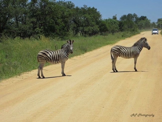 Photo of South Africa in 15 Days 8/13 by Anushree Shenoy