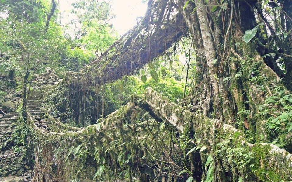 Photo of 'Heads in Clouds, Feet Firmly on Ground'- Meghalaya 10/12 by Sarita Nayak