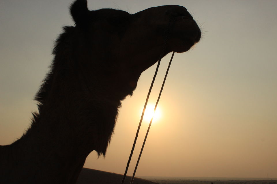 Photo of Yellow! 5/7 by Rohan Mukerjee