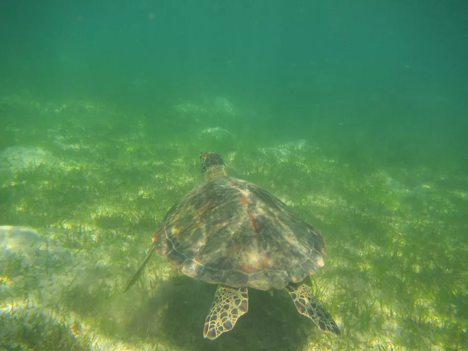 Photo of Green Island, Green Island, Queensland, Australia by Reetwik Jha