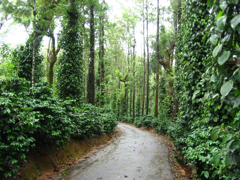 Photo of The writer leaves his girlfriend alone to holiday in Coorg. What happens next is heartbreaking! 5/8 by Nishiraj A. Baruah