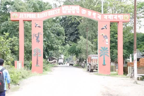Photo of Jeypore Rainforest, Lakhipathar Block, Assam, India by Nishiraj A. Baruah