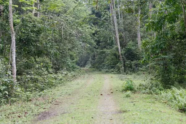 Photo of Dihing Patkai Wildlife Sanctuary, Digboi, Assam, India by Nishiraj A. Baruah