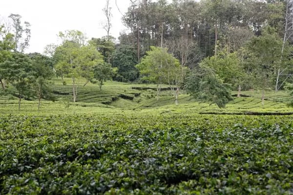 Photo of Muttuck Tea Estate, Lahoal - Duliajan Road, Lahoal, Assam, India by Nishiraj A. Baruah